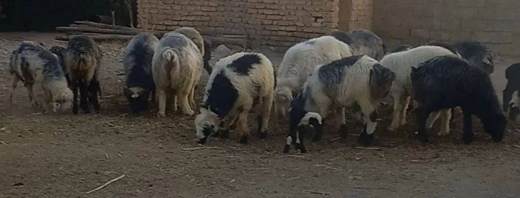 فروش ۴۰ عدد گوسفند و بره به صورت یکجا و‌نقدی|حیوانات مزرعه|سیدان, |دیوار