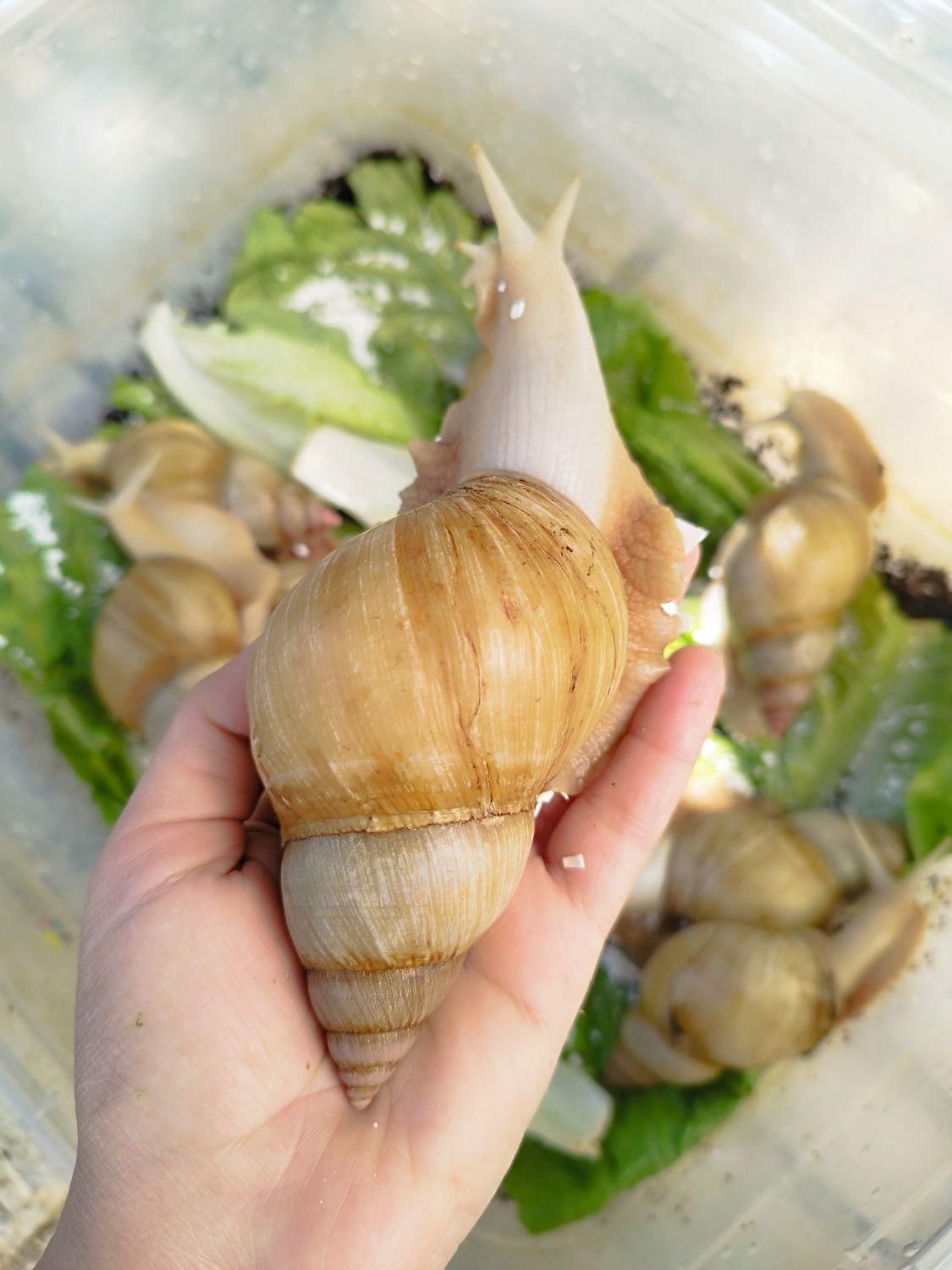 فروش حلزون بزرگ|خزنده|ارومیه, |دیوار