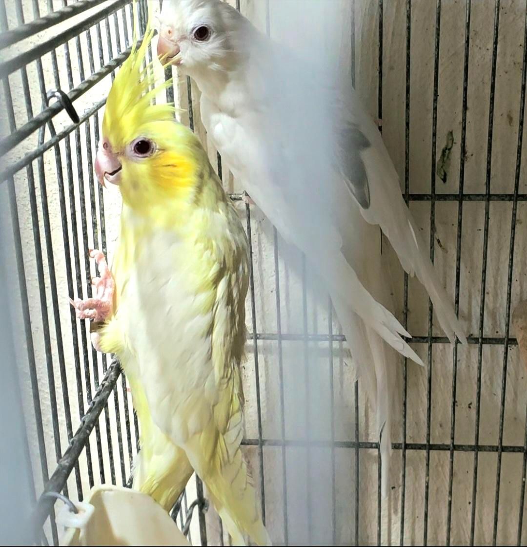 طوطی عروس دوکت از نژادهای خاص و فوق‌العاده زیبا|پرنده|ساری, |دیوار