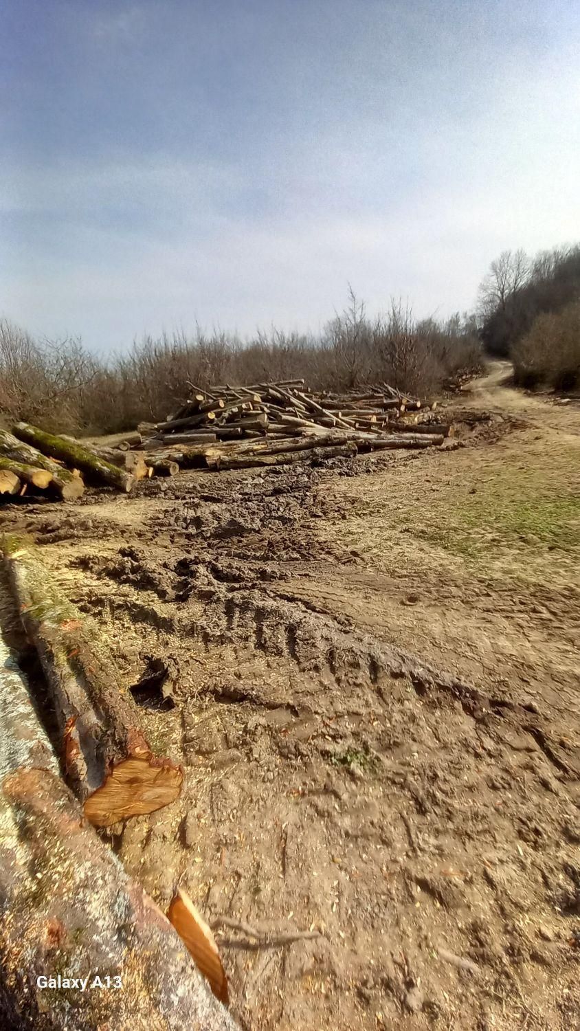 خرید چوب جنگلی و صنوبر در باغ|خدمات باغبانی و درختکاری|لاهیجان, آهندان|دیوار