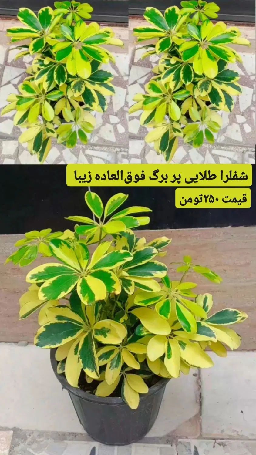 شفلرا طلایی همینقدر خوشرنگ خوشگل قیمت ۲۵۰|گل و گیاه طبیعی|رشت, عینک|دیوار
