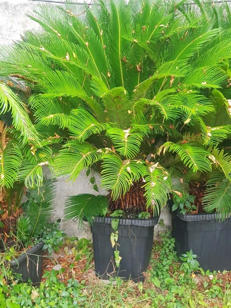 سیکاس گلدانی|گل و گیاه طبیعی|تهران, شهرک غرب|دیوار