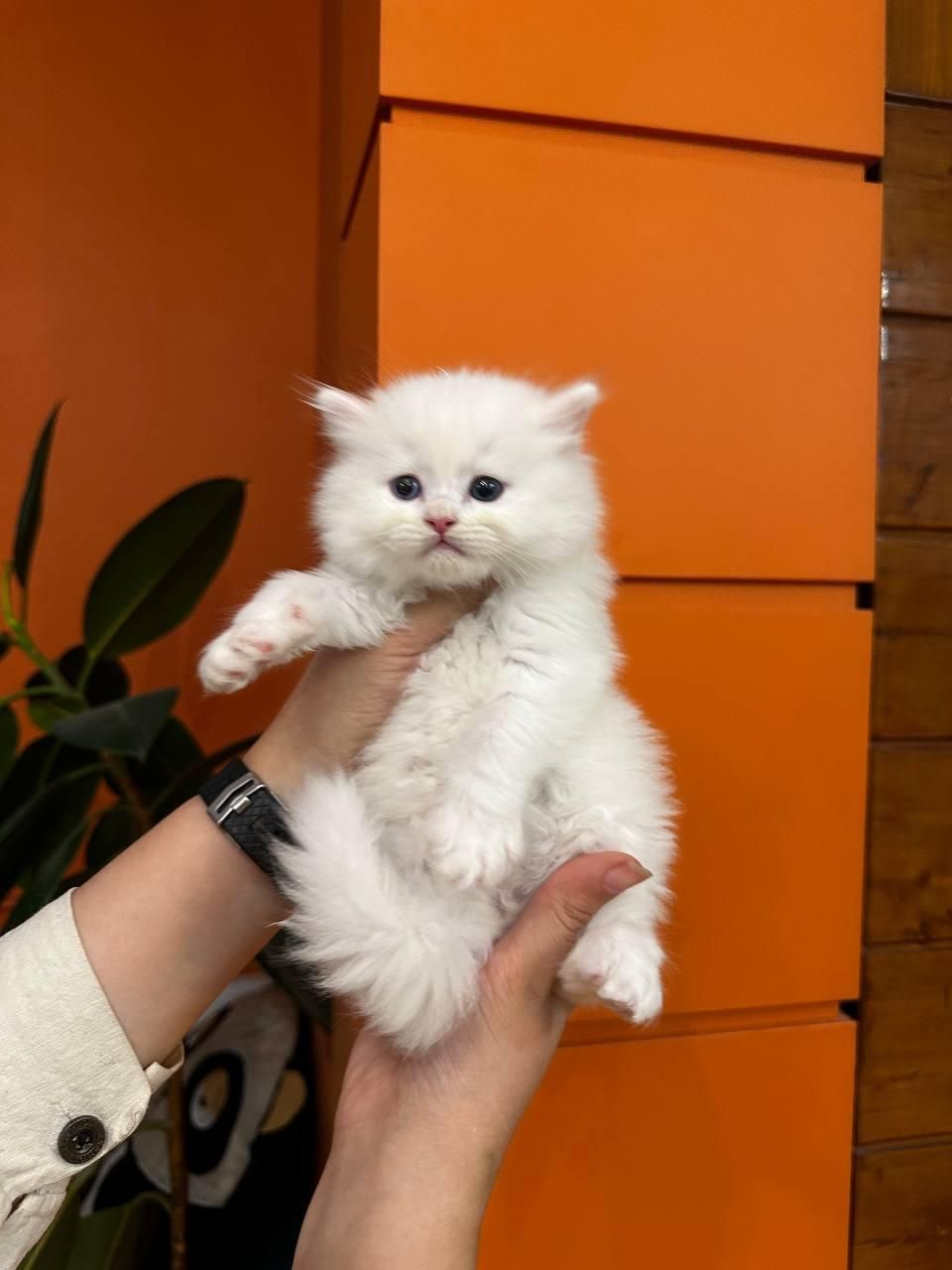 مجموعه گربههای زیبا و بغلی (پرشین اسکاتیش بریتیش)|گربه|اهواز, کیانپارس |دیوار