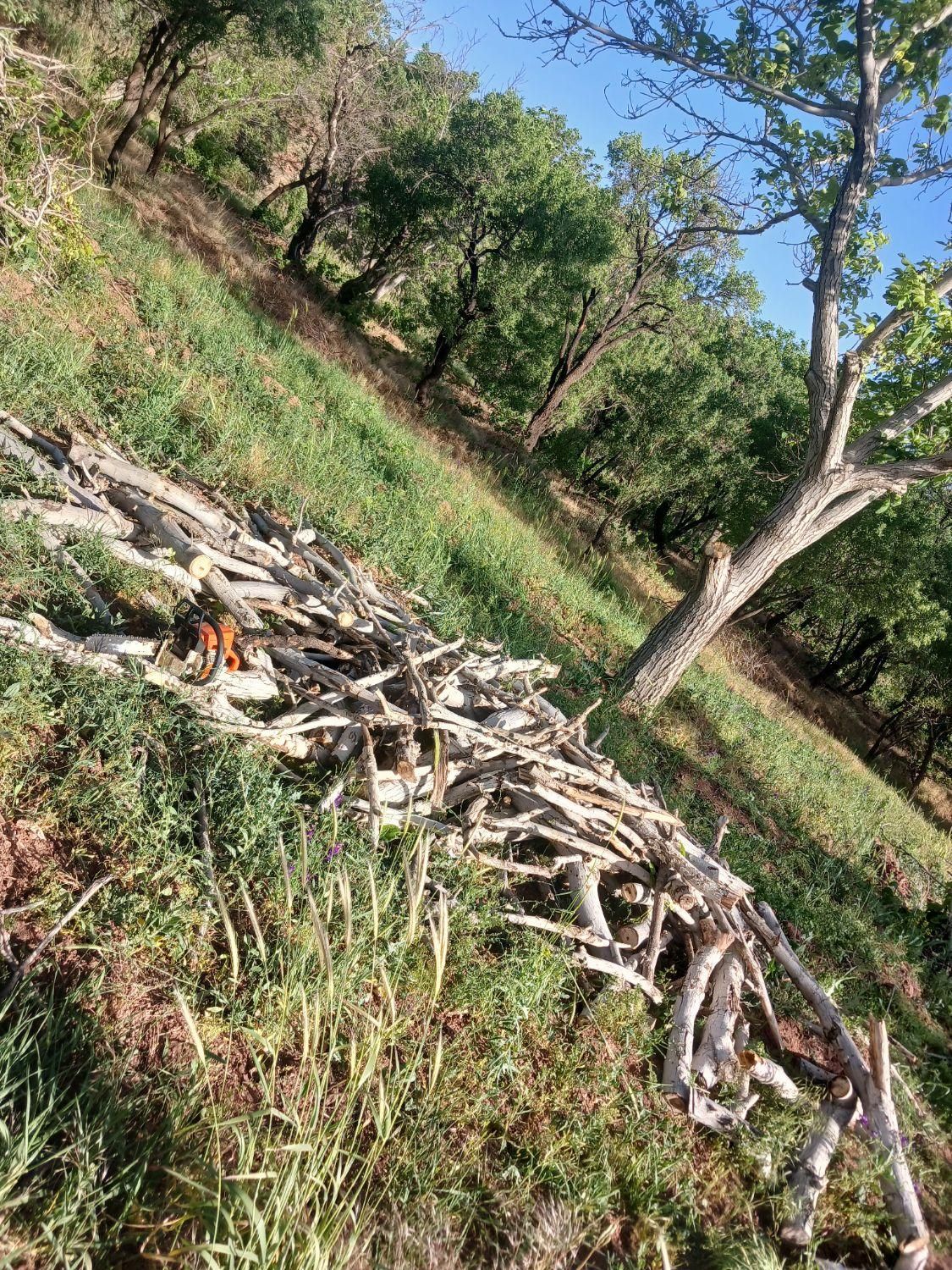 خرید چوپ و هرس باغ|خدمات باغبانی و درختکاری|ساوه, |دیوار