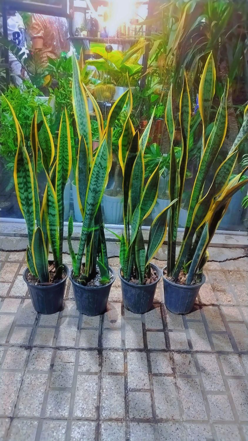 گل وگیاه آپارتمانی سانسوریاشمشیری ابلغ|گل و گیاه طبیعی|مشهد, ایثارگران|دیوار