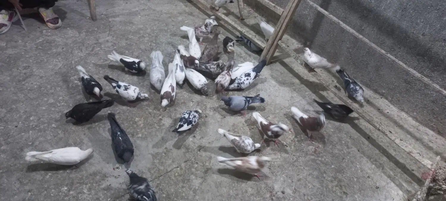 ۳۵ عدد کفتر تهرانی جفتی۱۸۰ همه سالم برا پراندن|پرنده|همدان, |دیوار