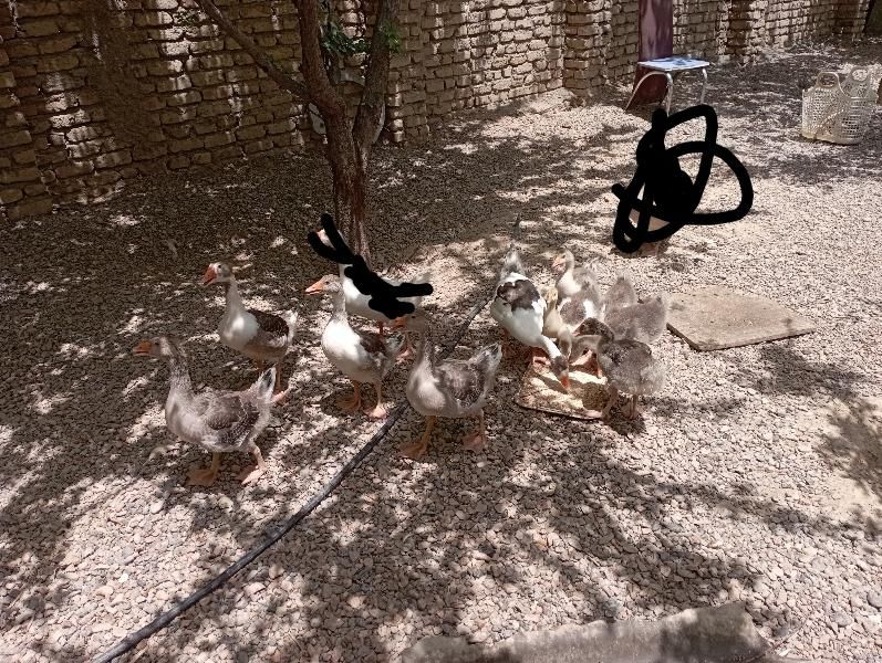 غاز جوجه غاز|حیوانات مزرعه|مشهد, پنجتن|دیوار