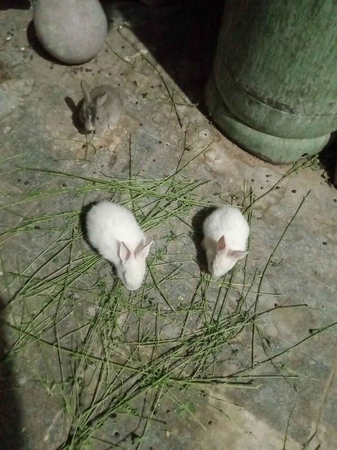 بچه خرگوش خیلی ناز|موش و خرگوش|زاهدان, |دیوار