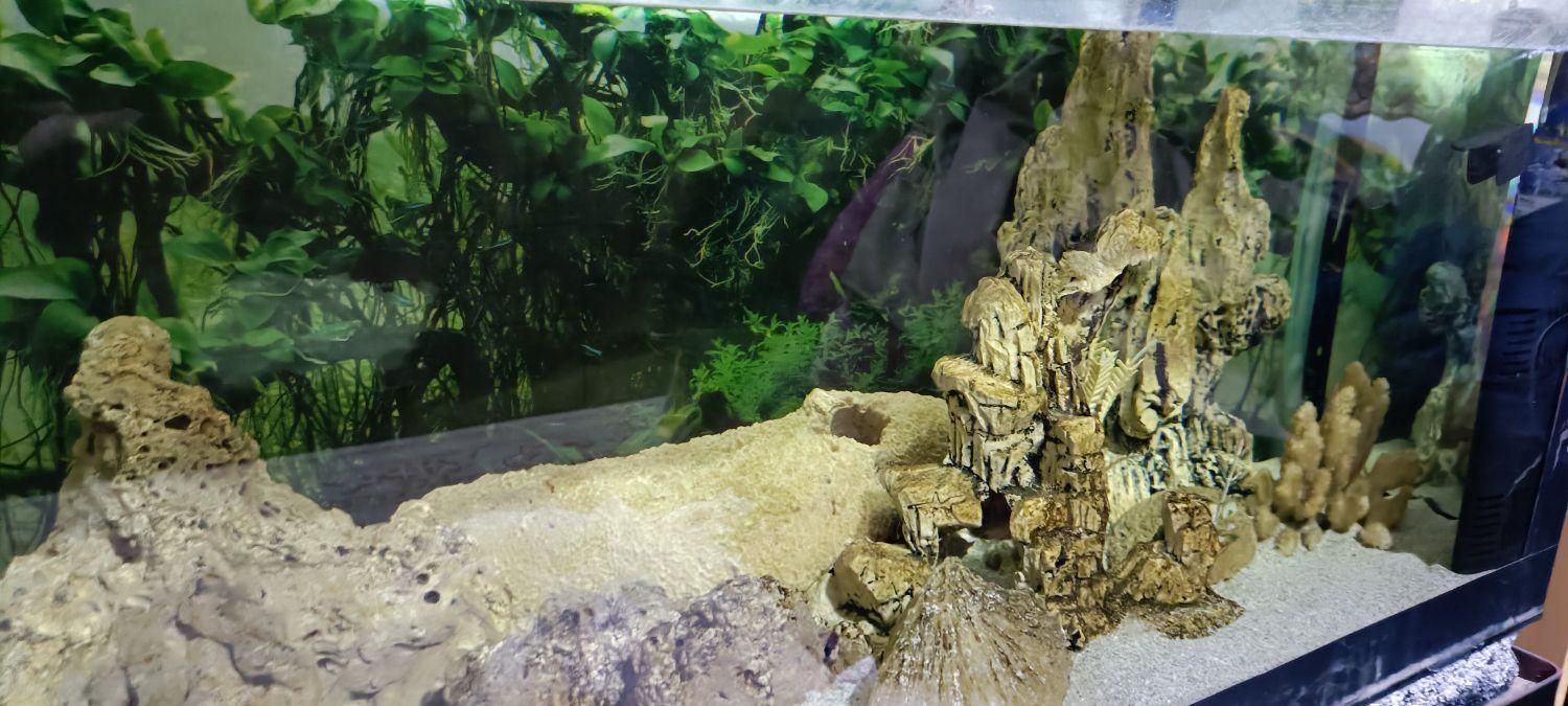 آکواریوم|ماهی|رشت, انصاری|دیوار