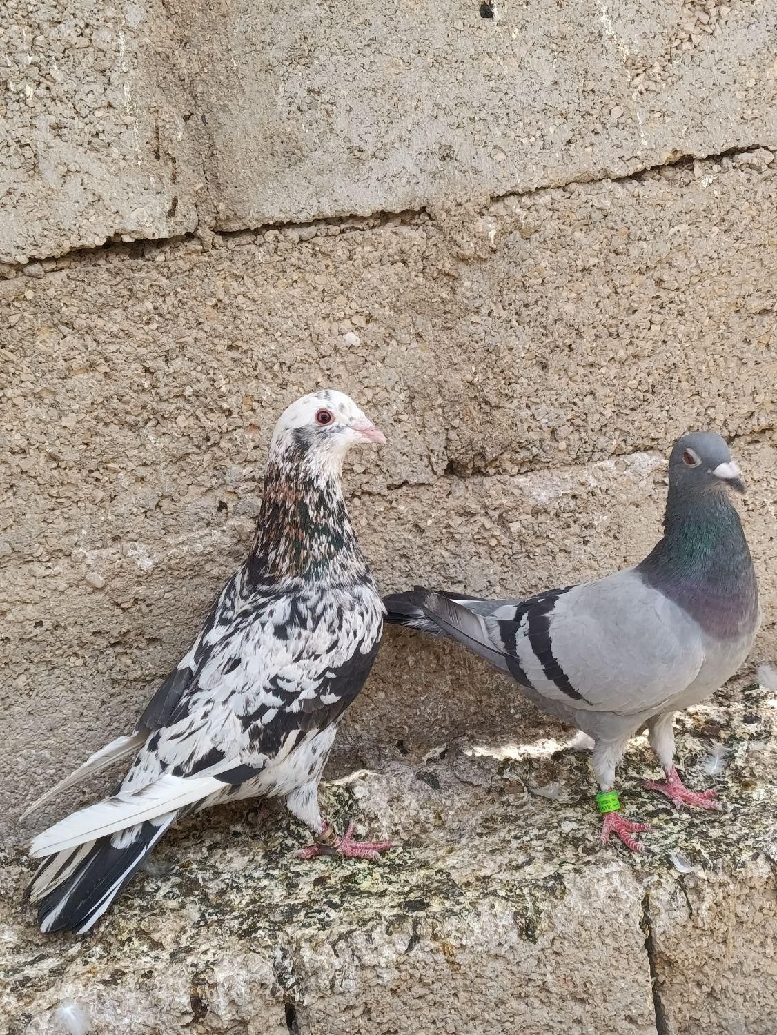 سرور و پلاکی|پرنده|برازجان, |دیوار