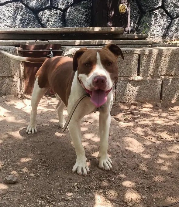 سگ پیتبول و امریکن بولی|سگ|تبریز, |دیوار