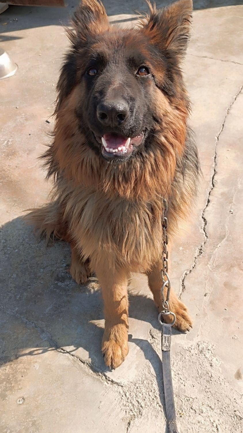 آموزش تخصصی سگهای نگهبان و خانگی|خدمات آموزشی|ورامین, ورامین|دیوار