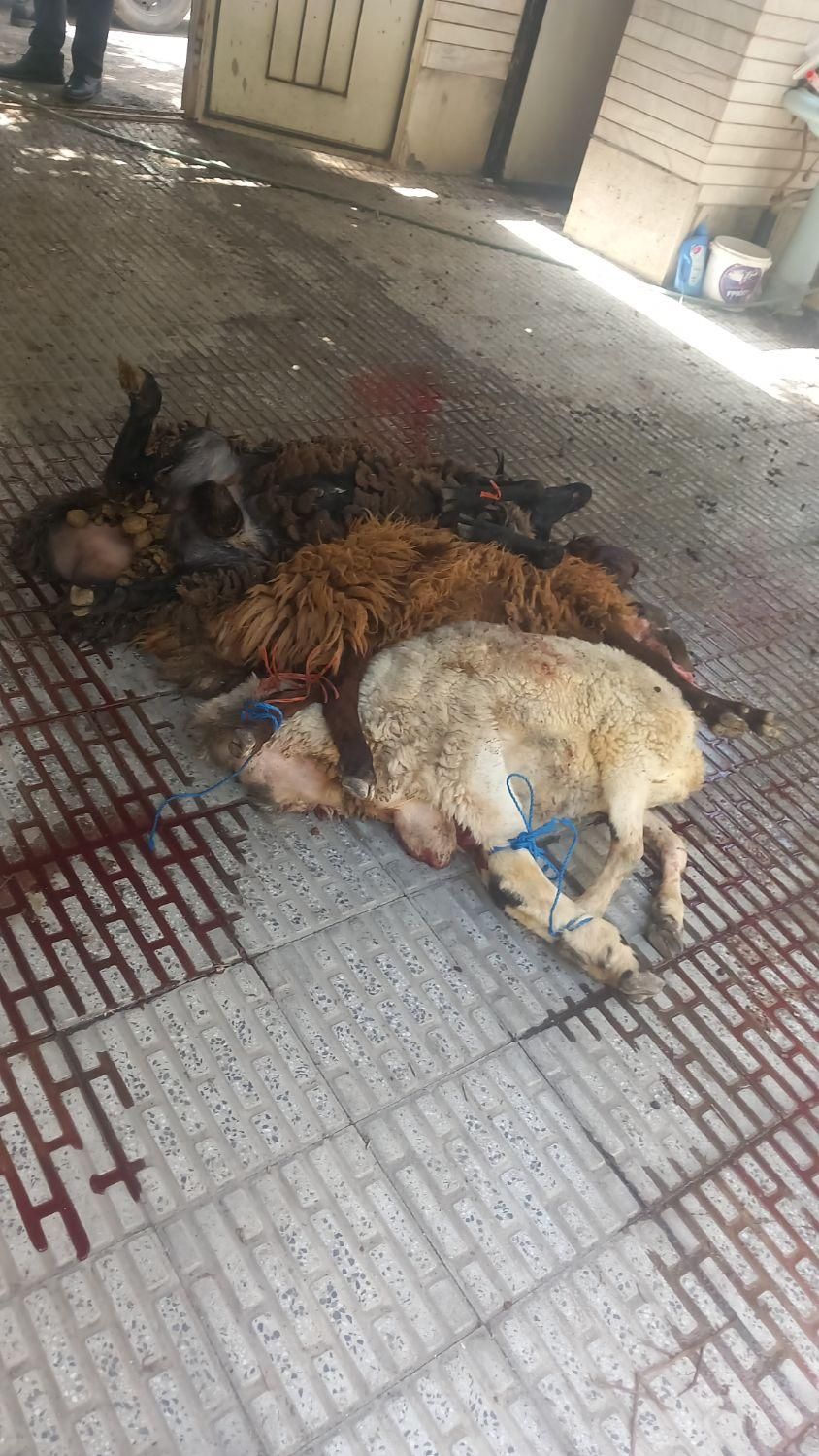 قصابی شبانه روزی|خدمات پذیرایی، مراسم|اراک, |دیوار