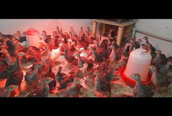 جوجه بوقلمون برنز انگلیس سینه پهن یک ماهه|حیوانات مزرعه|شیروان (خراسان), |دیوار