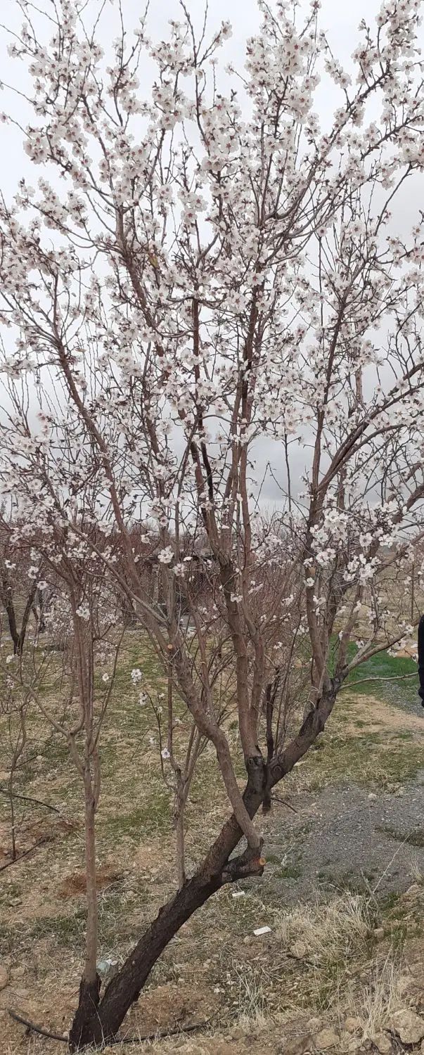 زمین باغی جهت معاوضه|فروش زمین و ملک کلنگی|اصفهان, آفاران|دیوار