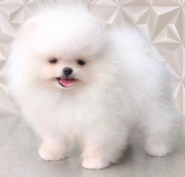 توله مالتیز پودل عروسکی|سگ|شیراز, معالی‌آباد|دیوار