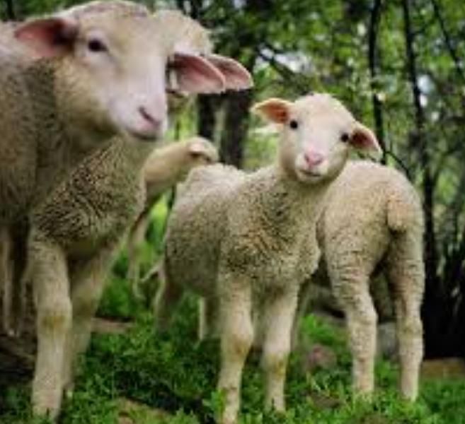کاروانسرای شبانه‌روزی تهران|حیوانات مزرعه|تهران, شوش|دیوار