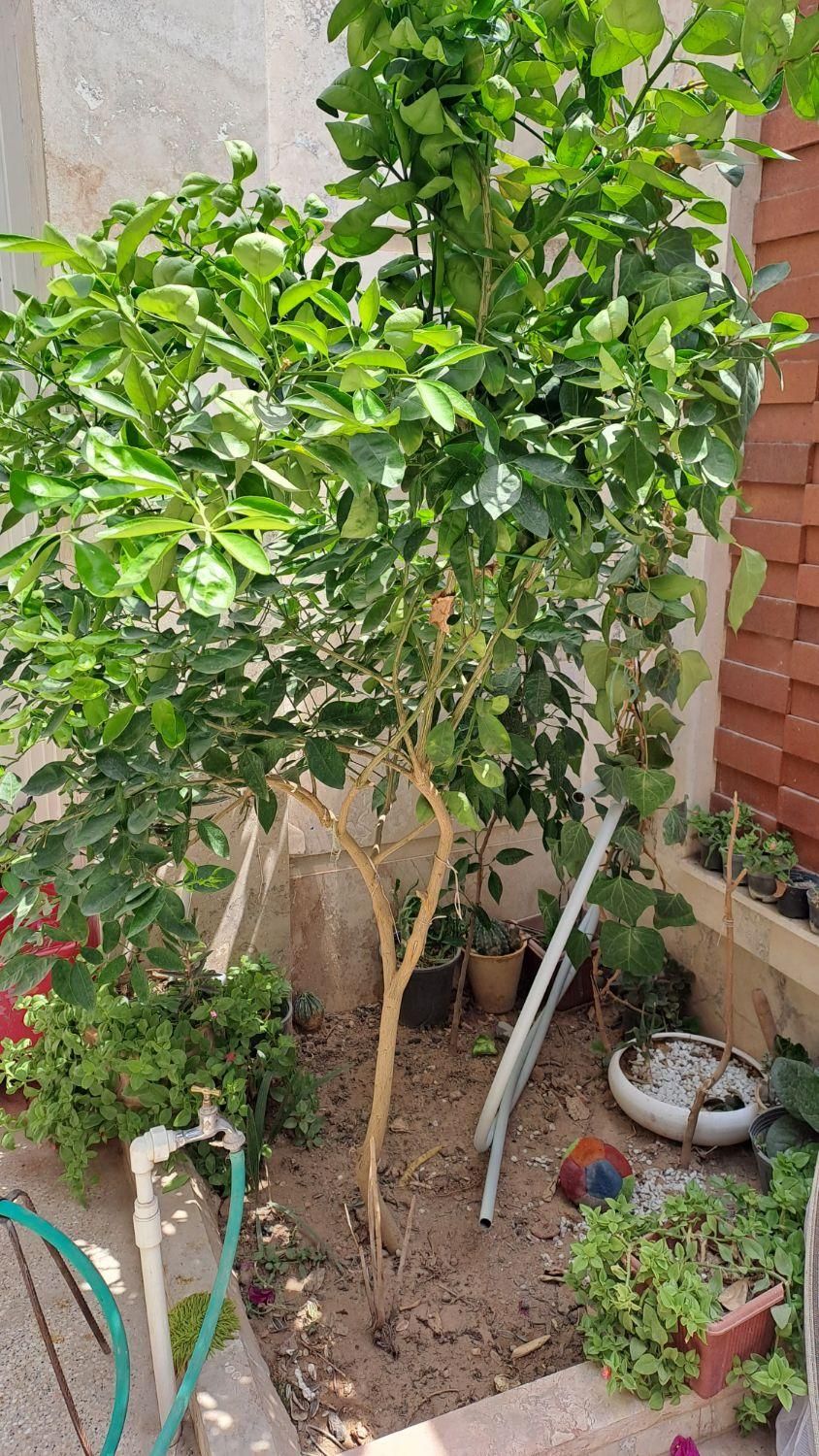 فروش منزل مسکونی۱۳۰ متری ۲ خوابه ۲طبقه ۲|فروش آپارتمان|حمیدیا, |دیوار