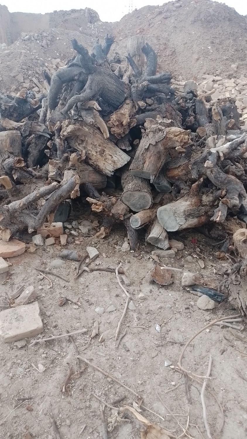 خریدچوب ودرخت همه نوع حرس درخت تسویه نقدی|خدمات باغبانی و درختکاری|نیشابور, چاه بلند|دیوار