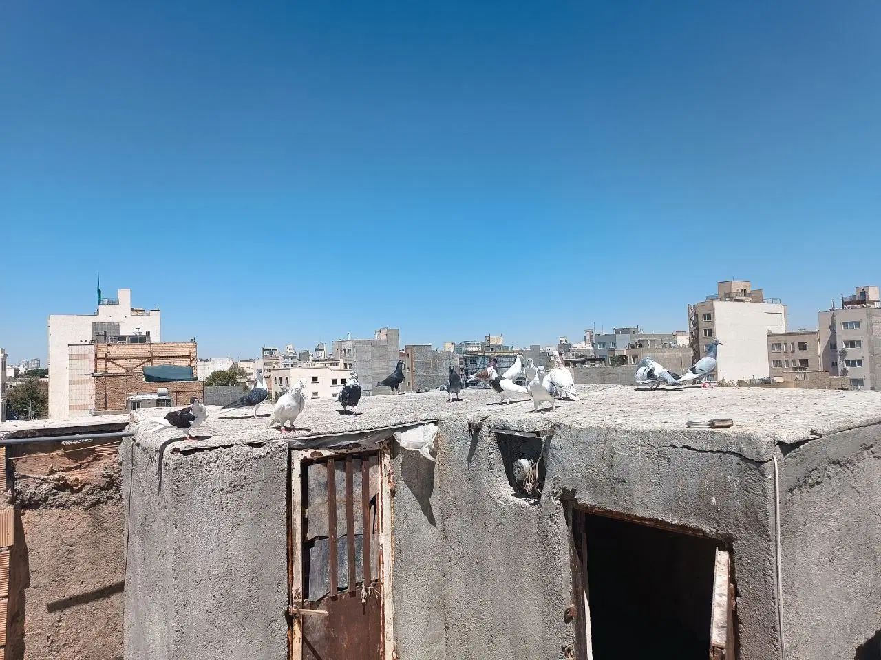 کبوتر پرشی|پرنده|مشهد, هفده شهریور|دیوار