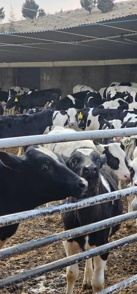 گوساله صنعتی وزن بین 100تا 150کیلو|حیوانات مزرعه|تهران, فلسطین (میدان انقلاب)|دیوار