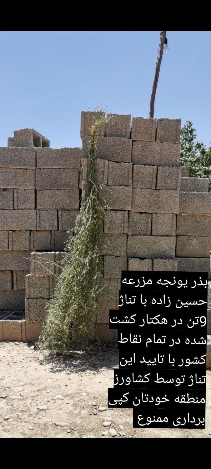 بذر یونجه بذر یونجه پایه بلند با تناژ بالا|عمده‌فروشی|قروه, |دیوار