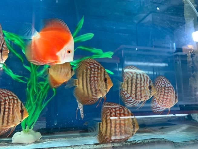 فروش انواع نژاد دیسکس 20% off|ماهی|مشهد, شهرک رازی (شهرک غرب)|دیوار