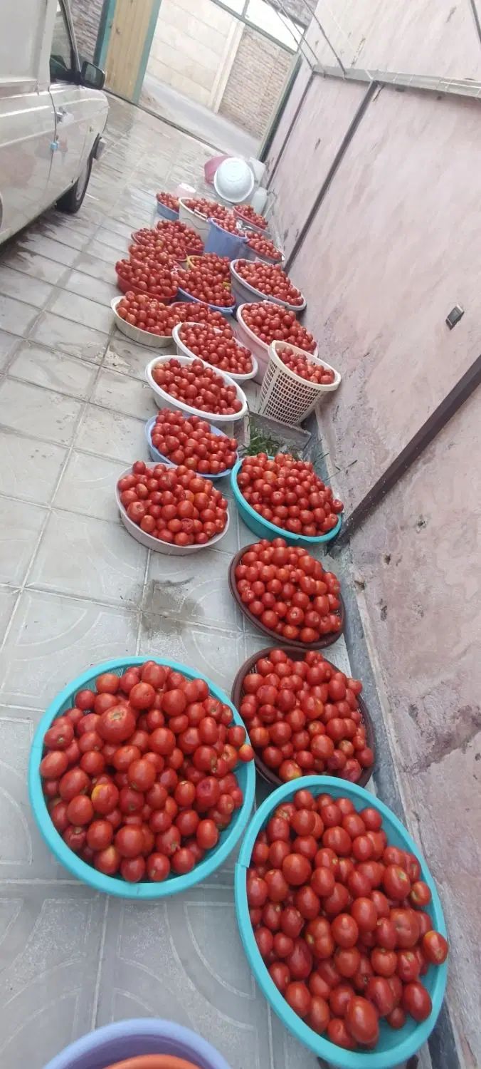 آبگیری سیار گوجه فرنگی  با دستگاه بروز و مدرن|خوردنی و آشامیدنی|تبریز, |دیوار