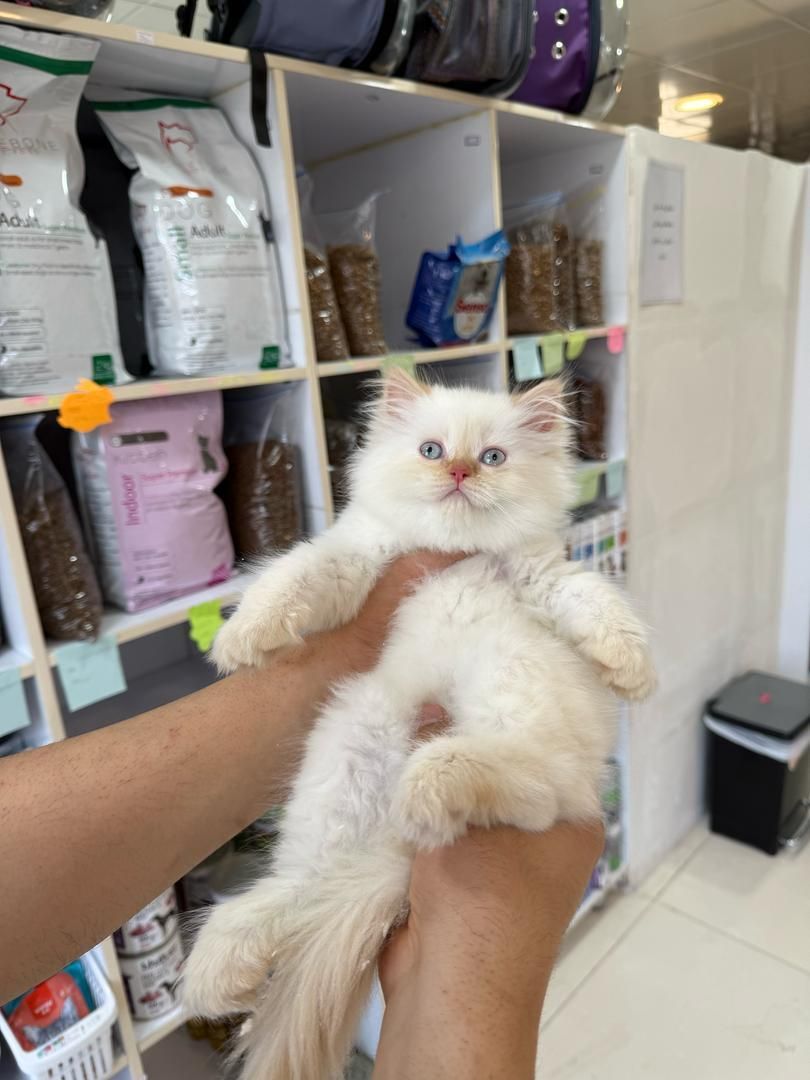 بچه گربه های مجموعه ایران کتز iran cats|گربه|بوشهر, |دیوار