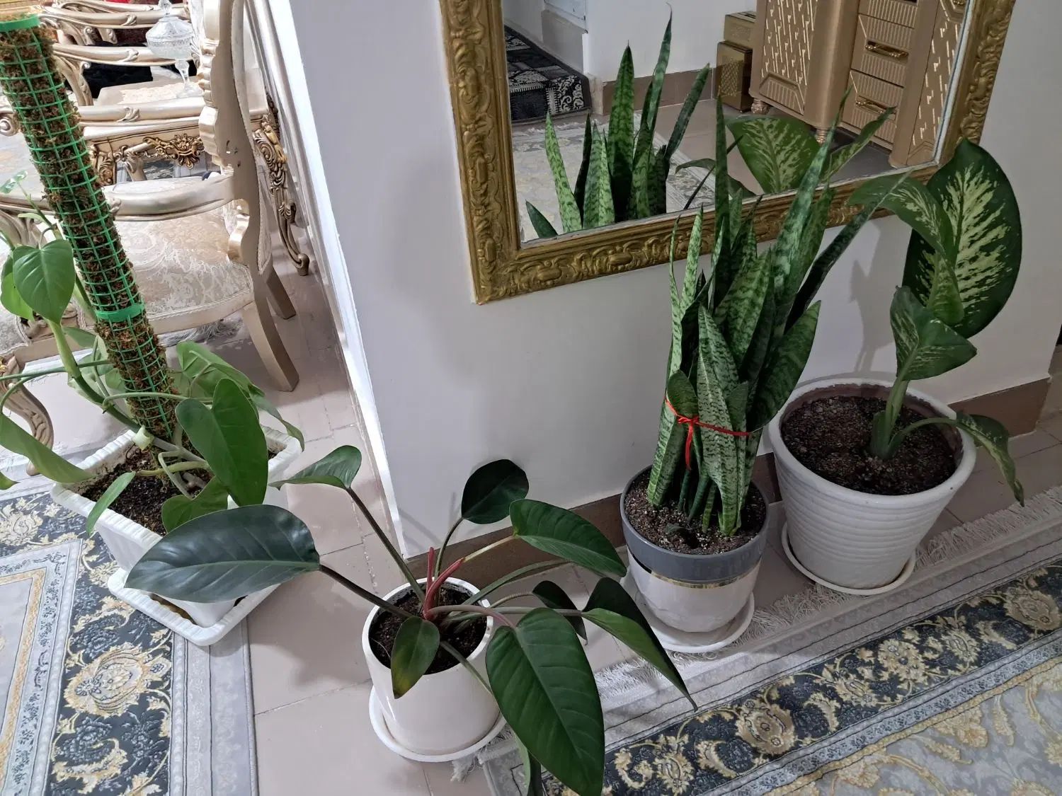 ۴عدد گل طبیعی به همراه گلدان|گل و گیاه طبیعی|تهران, باغ فیض|دیوار