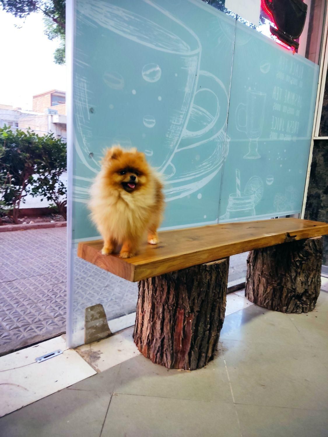 پامر خرسی نر وارداتی|سگ|اصفهان, خانه اصفهان|دیوار