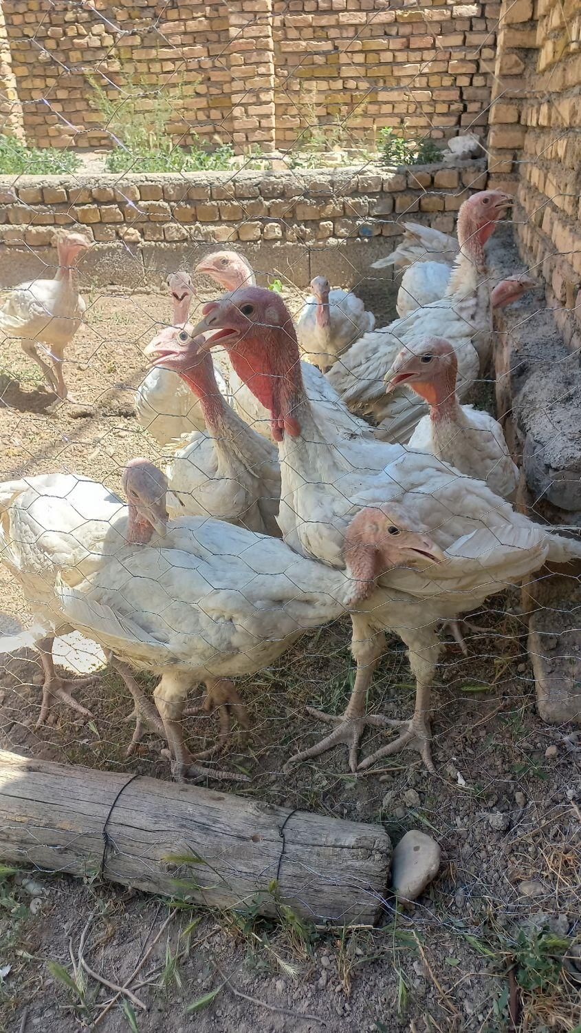 بوقلمون  نر و ماده گوشتی|حیوانات مزرعه|تنکمان, |دیوار