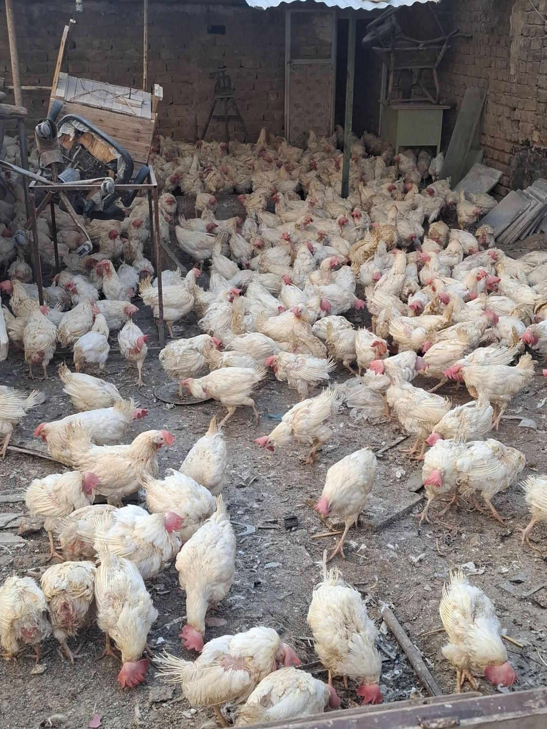 مرغ سفید ماشینی|حیوانات مزرعه|قم, شهدا|دیوار