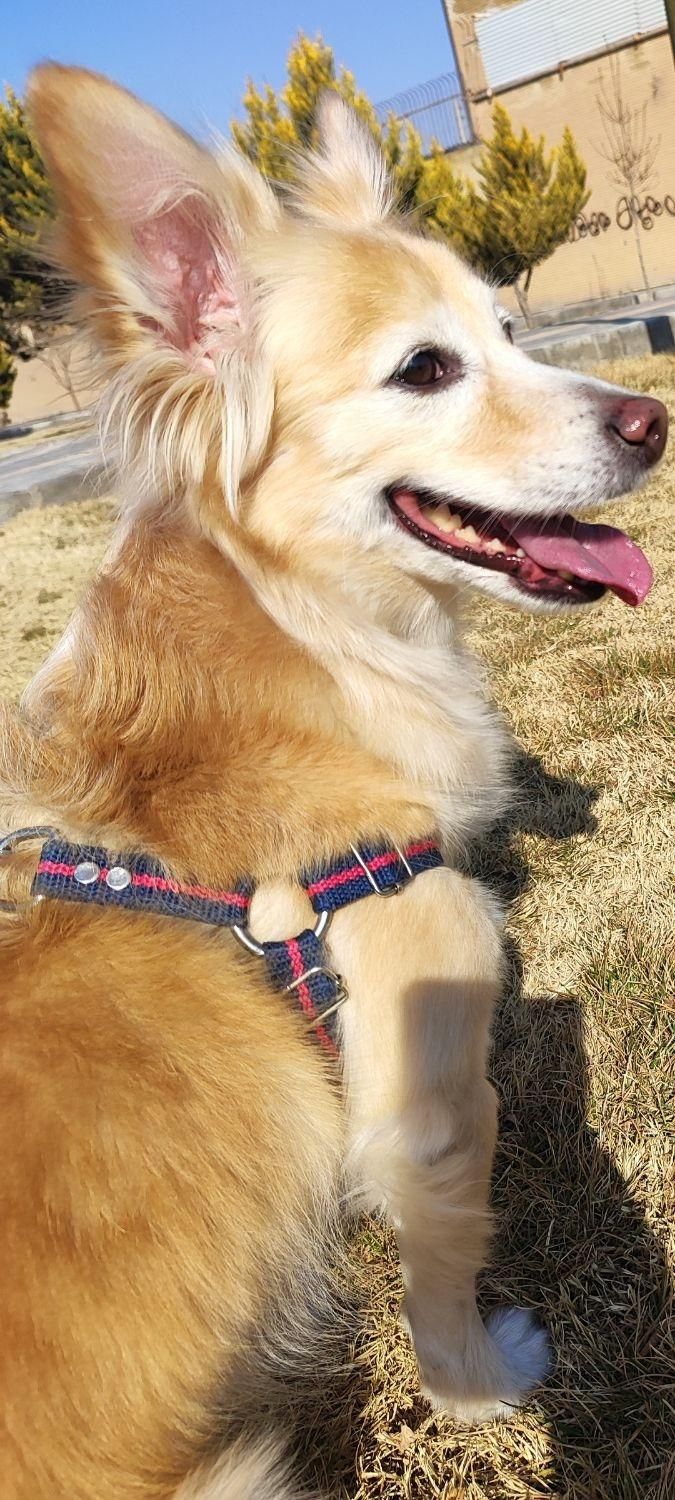 اشپیتزپامر روباهی|سگ|فولادشهر, فولادشهر|دیوار