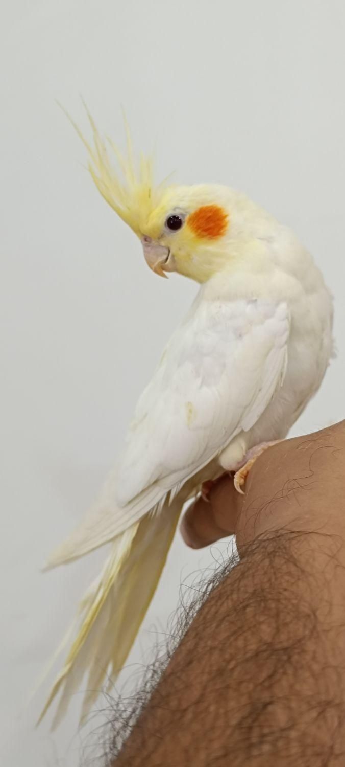 عروس پاریس لوتینو|پرنده|اهواز, کوی باهنر|دیوار