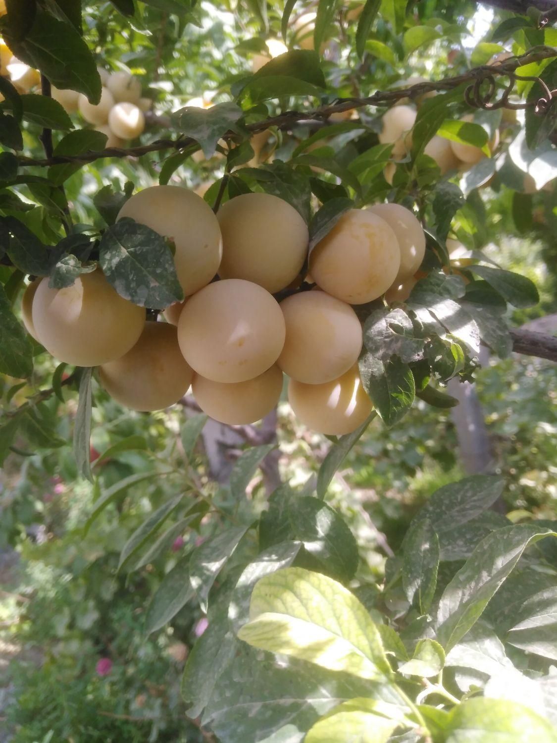 نهال های میوه در نهالستان اکبری|گل و گیاه طبیعی|مشهد, خواجه ربیع|دیوار