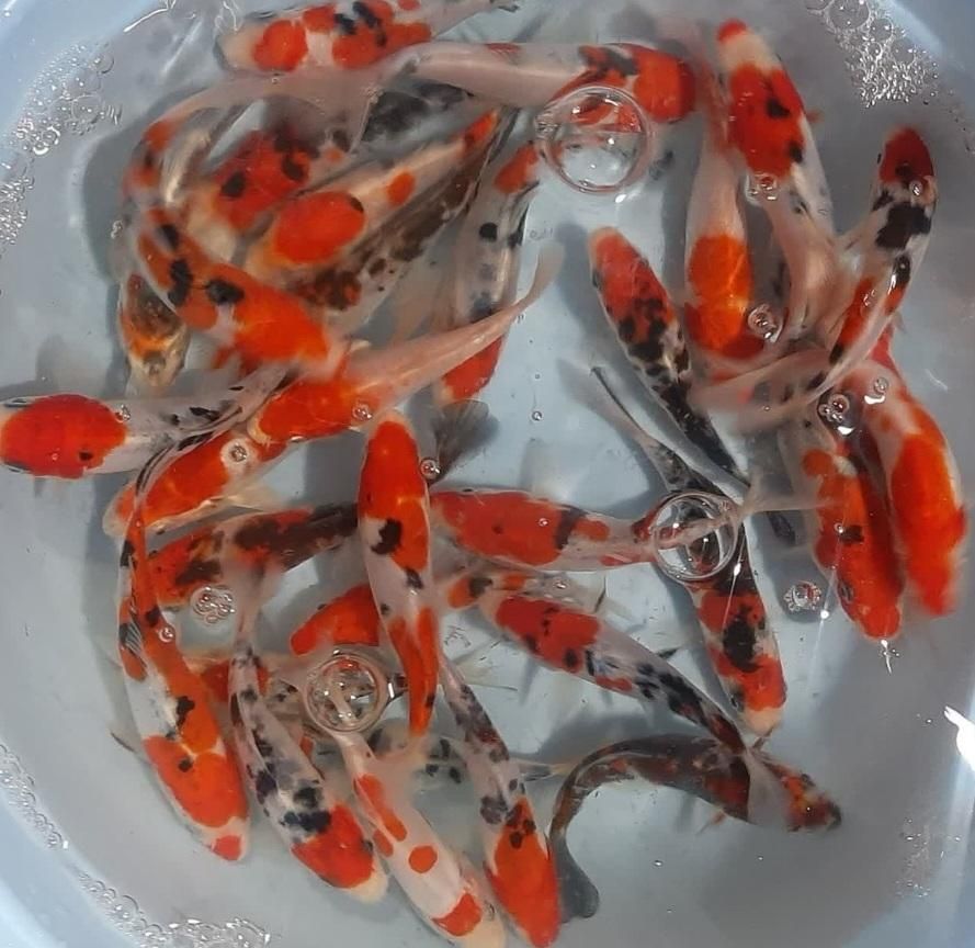 ماهی کوی نژاد|ماهی|قم, هفت تیر|دیوار