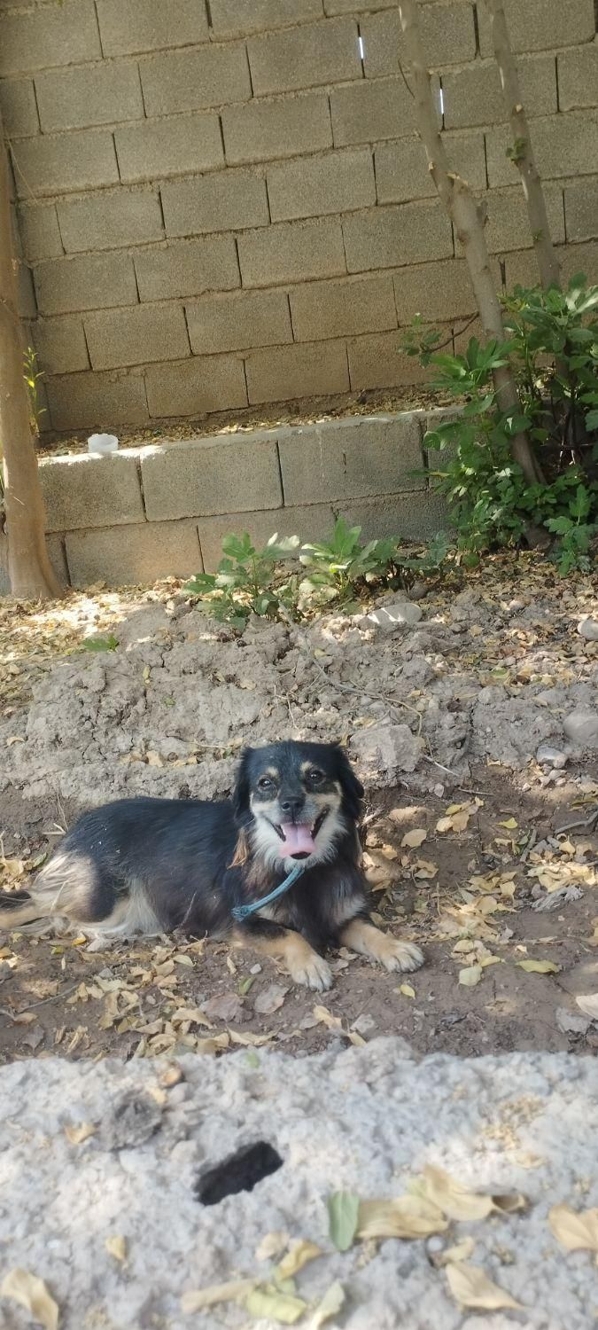 سگ پاکوتاه زرنگ و حرف گوش کن|سگ|دزفول, |دیوار