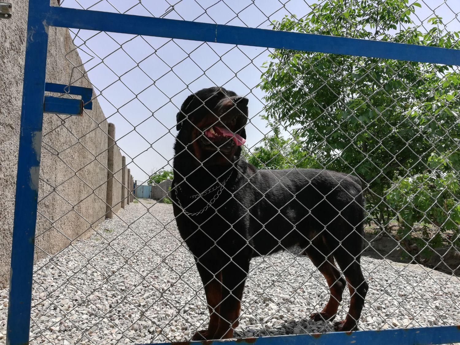 آموزش تخصصی سگهای نگهبان و خانگی|خدمات آموزشی|ورامین, ورامین|دیوار