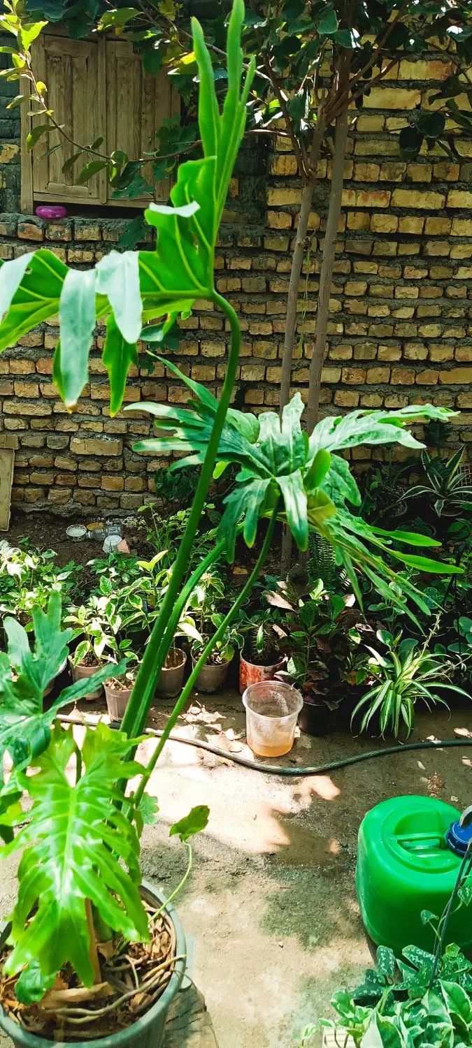 حراج  بی نظیر گل برگ انجیری  مناسبت کادو زائرین 95|گل و گیاه طبیعی|اصفهان, باغ فدک|دیوار
