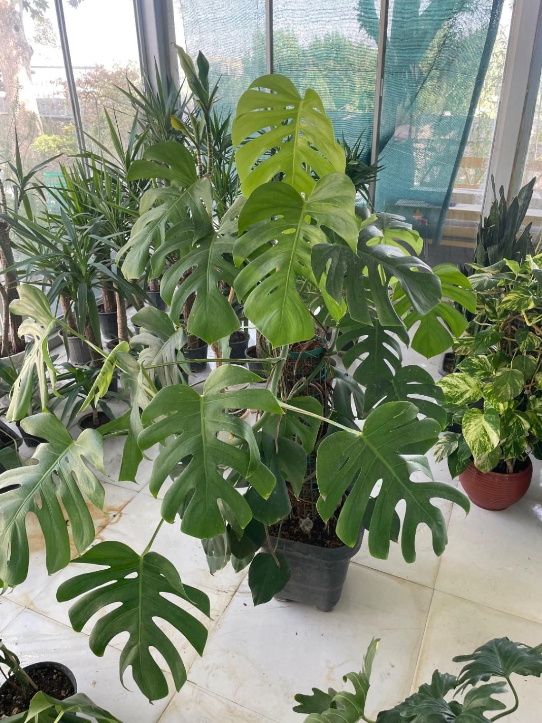 برگ انجیری چوبدار|گل و گیاه طبیعی|تهران, مجیدآباد|دیوار