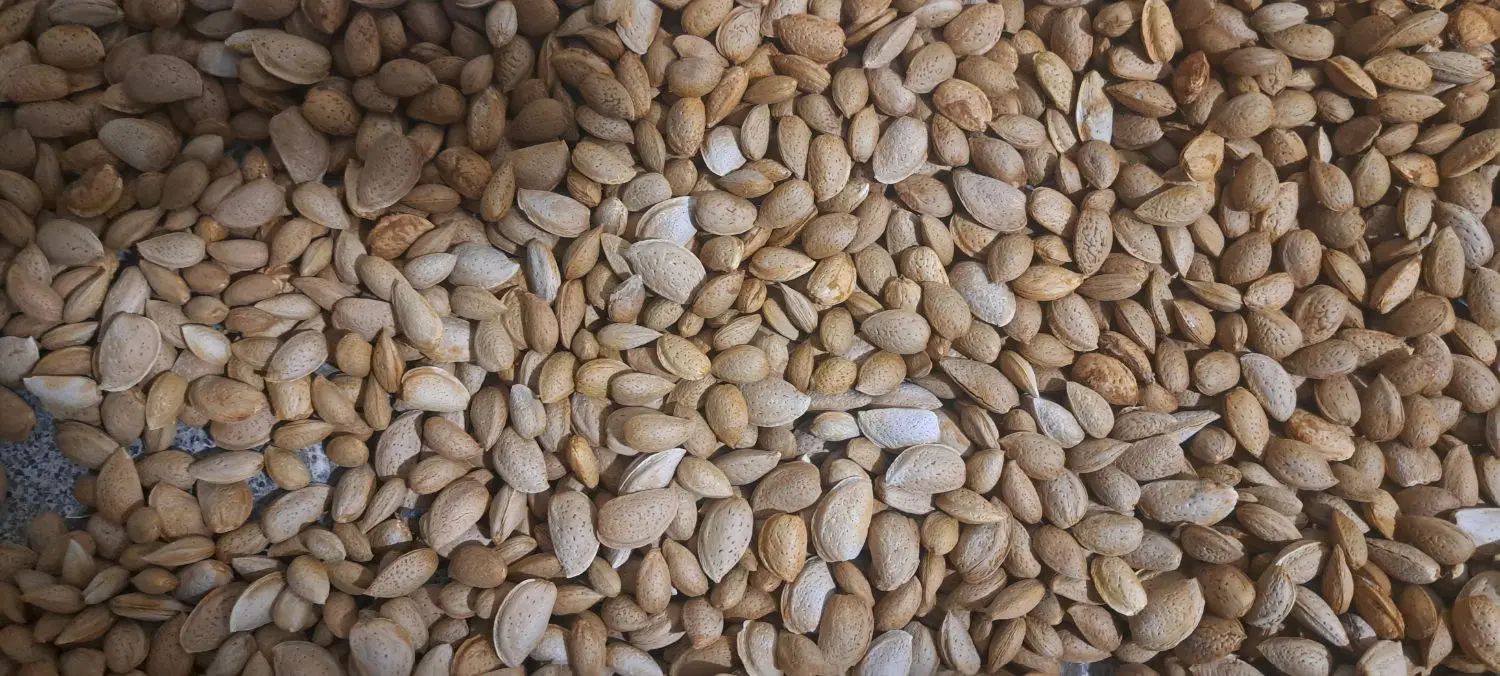 بادام تازه امسالی دیمه شیرین درجه یک یک مقوی|خوردنی و آشامیدنی|مشهد, پورسینا|دیوار