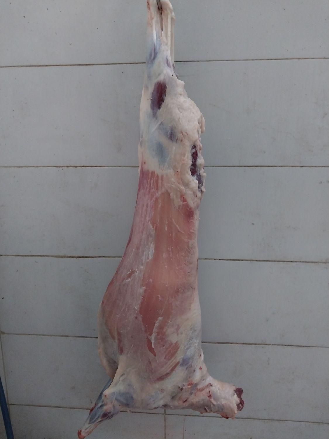 ذبح گوسفند زنده و گوسفند خونی|خدمات پذیرایی، مراسم|مشهد, انقلاب|دیوار