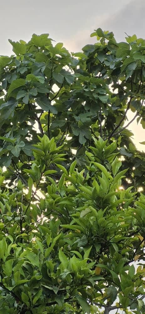 ۲۷۰مترباغچه‌الحاق‌ب‌بافت|فروش زمین و ملک کلنگی|کیاکلا, |دیوار