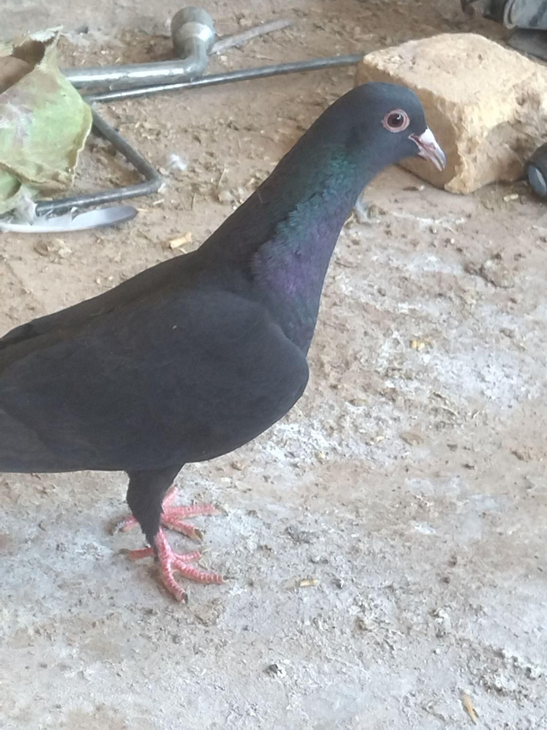 کبوتر ماده خوشکل|پرنده|رفسنجان, |دیوار