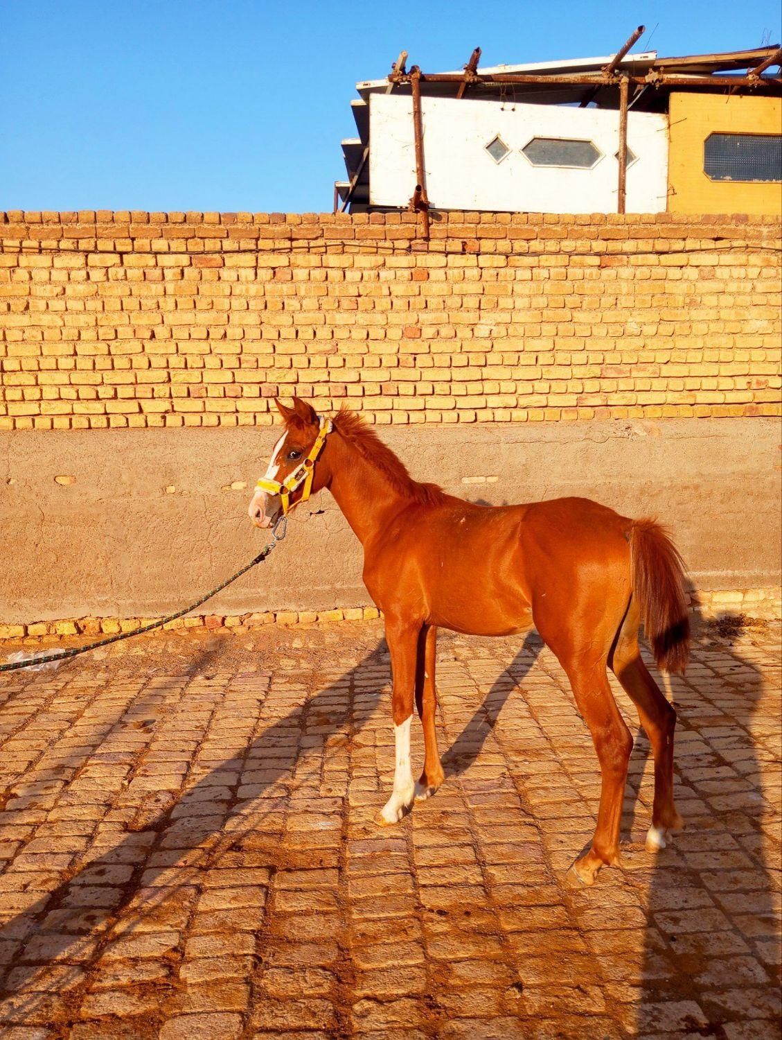 کره نریون جوان شجره دار|اسب و تجهیزات اسبسواری|قم, بوستان جوان|دیوار
