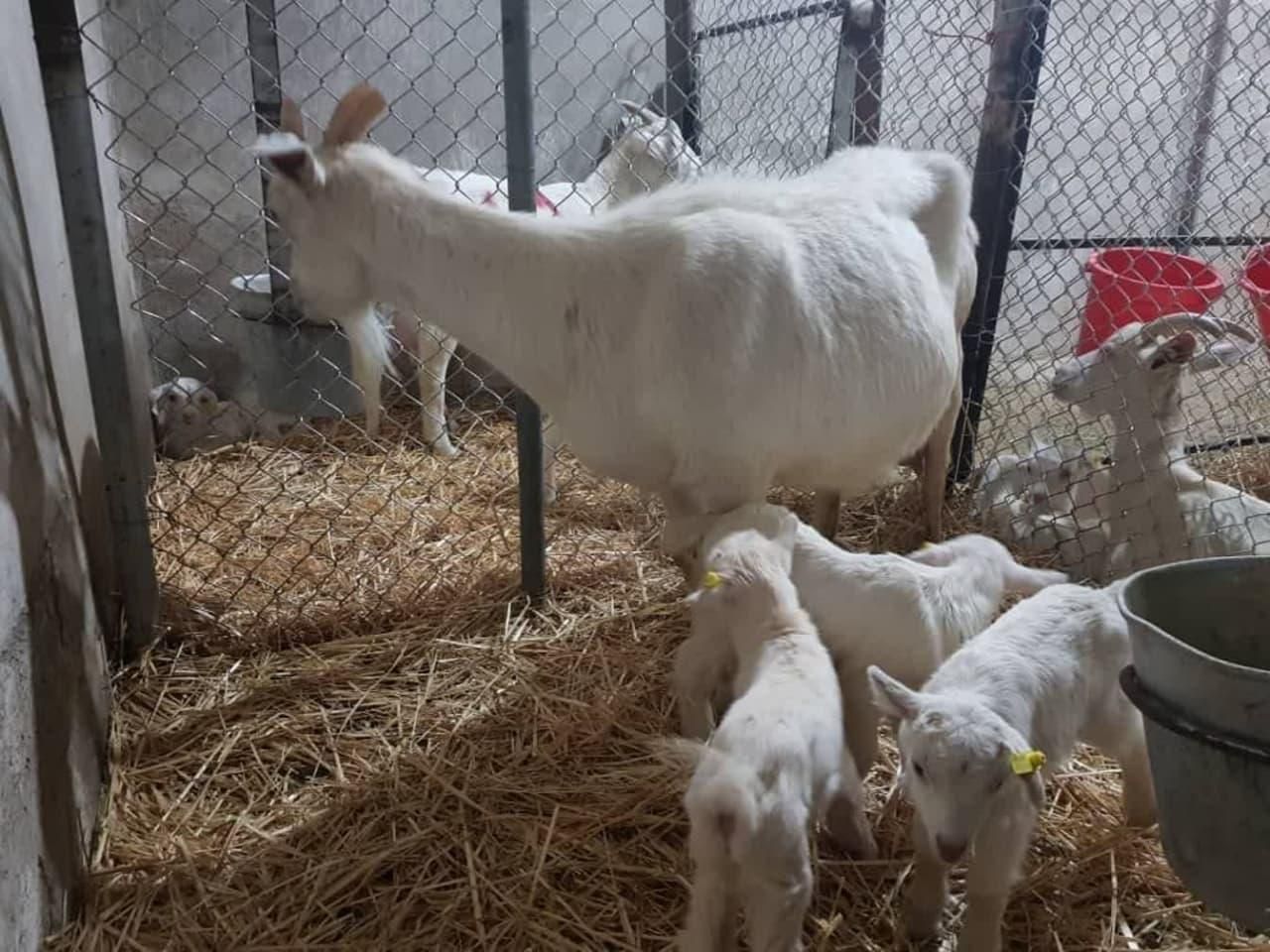 فروش بز مورسیا ، بز سانن،..|حیوانات مزرعه|اصفهان, مولوی|دیوار