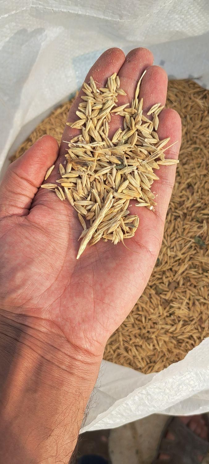 گندم و جو|لوازم جانبی حیوانات|مرودشت, رودبال|دیوار