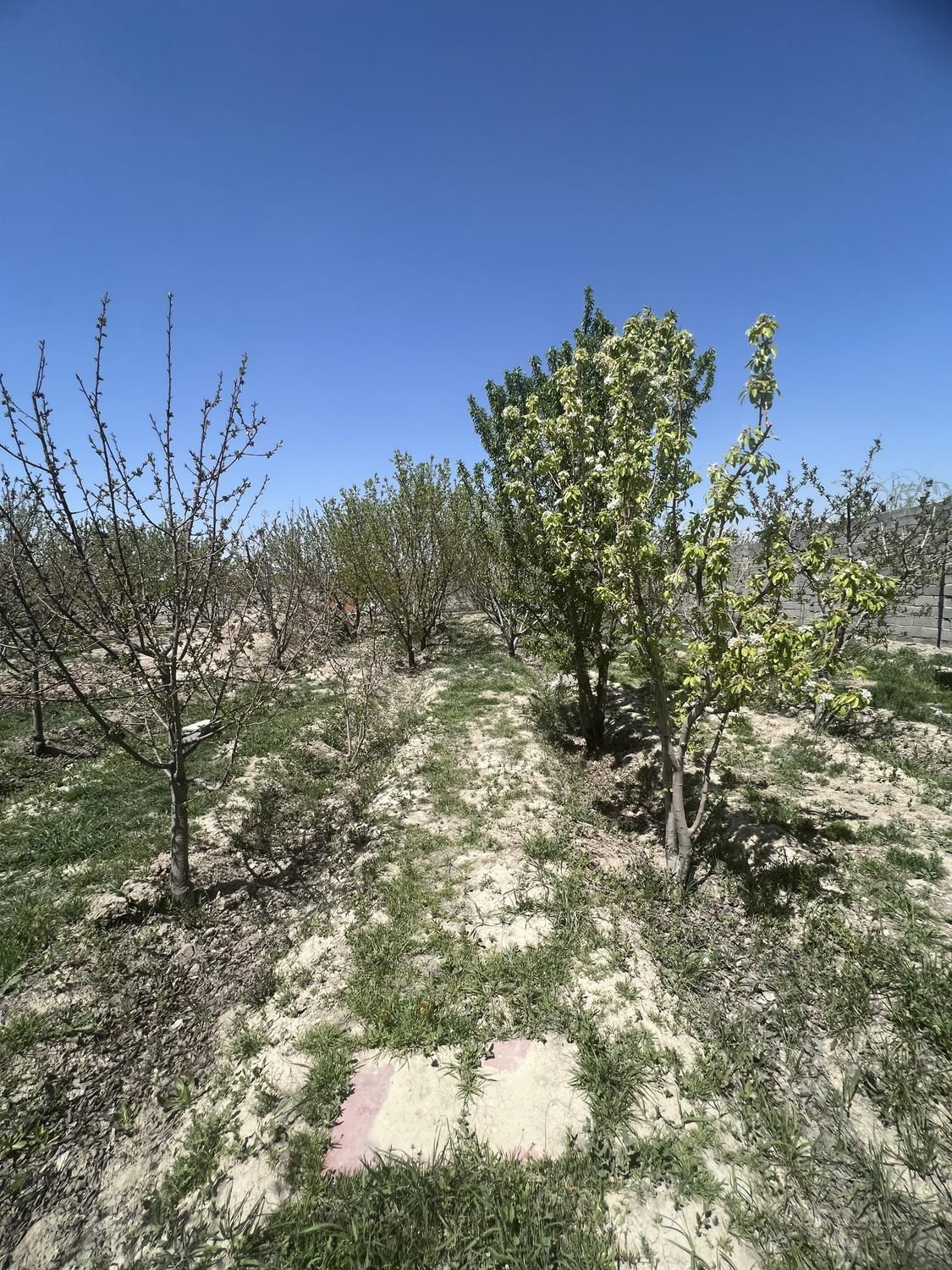 ۱۳۰۰متر‌زمین(سند۶دانگ)سهیلیه.زعفرانیه.کردان|فروش زمین و ملک کلنگی|کرج, گوهردشت|دیوار
