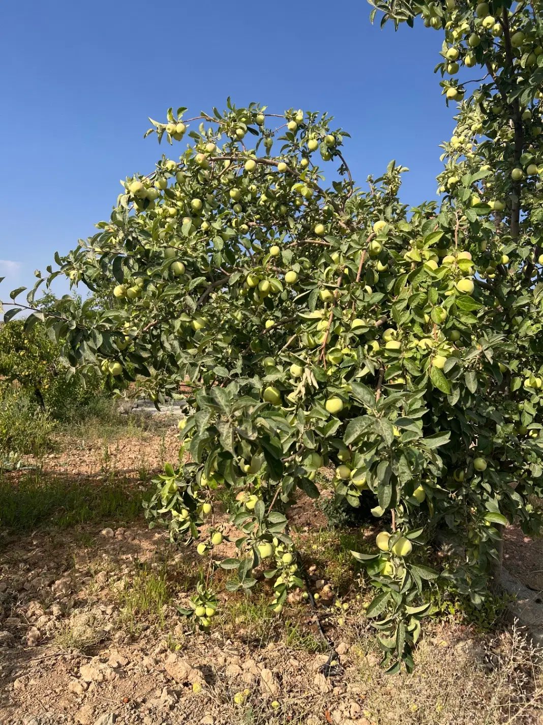 باغ میوه مارکده|فروش دفتر صنعتی، کشاورزی، تجاری|زاینده رود, |دیوار